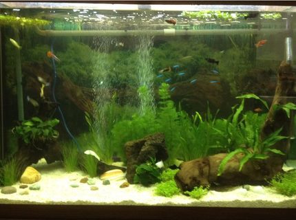 47 gallons planted tank (mostly live plants and fish) - Apx 215 litre (47 gallon) Amazon
aquarium (seems to be a brand that
no longer operates). AquaOne CF1000
external canister filter. Crushed
coral gravel. Battery operated
gravel vacuum cleaner. 2 air stones
operated by a Tetratec air pump.
Juwel hood lighting with 2 x 30W
bulbs, one with blue and the other
with red spectrum. Temperature kept
at 26c. 47 gallons planted tank (mostly live plants and fish) - Apx 215 litre (47 gallon) Amazon
aquarium (seems to be a brand that
no longer operates). AquaOne CF1000
external canister filter. Crushed
coral gravel. Battery operated
gravel vacuum cleaner. 2 air stones
operated by a Tetratec air pump.
Juwel hood lighting with 2 x 30W
bulbs, one with blue and the other
with red spectrum. Temperature kept
at 26c.