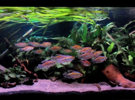 90 gallons planted tank (mostly live plants and fish) - 90 gallon wider that it is tall as
it was originally home to 6 axolotls
and floor space was more important
than water depth. Sand substrate,
extreme low light.
It is now a planted african river
biotope tank. (yeah I know java fern
isnt african)
All fish are African riverine
species including:
1 x Elephant nose,
1 x African Brown Knife Fish,
6 x Featherfin Synodontis Catfish,
2 x Upsidedown Catfish,
2 x Kribensis,
2 x Spotted African Climbing Perch,
19 x Congo Tetras,
2 x African Butterfly Fish.
Plants are all low light species:
Java Fern, Anubias, Vallis.
Tech:
LIGHTING:Very low tech, 1 x 40w
Hagen Auaglo flourescent and 1 x 24w
Actinic blue moon light for night
time viewing. Its a miracle that any
plants grow hence why I have had to
sacrifice a "true" African biotope
by using Java Fern as it is one of
the only plants to survive such low
light conditions.
FILTRATION: Fluval 304 external
cannister filter and Fluval U4
internal filter.
HEATING: 2 x Interpet 350w
submersible heaters.
Dosing: None, except the addition of
black water extract to darken and
condition the water during water
change. 90 gallons planted tank (mostly live plants and fish) - 90 gallon wider that it is tall as
it was originally home to 6 axolotls
and floor space was more important
than water depth. Sand substrate,
extreme low light.
It is now a planted african river
biotope tank. (yeah I know java fern
isnt african)
All fish are African riverine
species including:
1 x Elephant nose,
1 x African Brown Knife Fish,
6 x Featherfin Synodontis Catfish,
2 x Upsidedown Catfish,
2 x Kribensis,
2 x Spotted African Climbing Perch,
19 x Congo Tetras,
2 x African Butterfly Fish.
Plants are all low light species:
Java Fern, Anubias, Vallis.
Tech:
LIGHTING:Very low tech, 1 x 40w
Hagen Auaglo flourescent and 1 x 24w
Actinic blue moon light for night
time viewing. Its a miracle that any
plants grow hence why I have had to
sacrifice a "true" African biotope
by using Java Fern as it is one of
the only plants to survive such low
light conditions.
FILTRATION: Fluval 304 external
cannister filter and Fluval U4
internal filter.
HEATING: 2 x Interpet 350w
submersible heaters.
Dosing: None, except the addition of
black water extract to darken and
condition the water during water
change.
