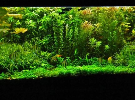 Rated #6: 77 Gallons Planted Tank - look for yourself.... Rated #6: 77 Gallons Planted Tank - look for yourself....