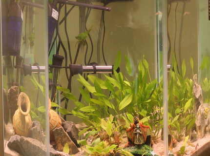 45 gallons planted tank (mostly live plants and fish) - Eel City. The fire eel is in the rocks at the bottom, and the peacock eel is half-buried between the ship and the pot, in the long grass. He's an expert hider. 45 gallons planted tank (mostly live plants and fish) - Eel City. The fire eel is in the rocks at the bottom, and the peacock eel is half-buried between the ship and the pot, in the long grass. He's an expert hider.