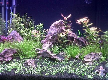 45 gallons planted tank (mostly live plants and fish) 45 gallons planted tank (mostly live plants and fish)
