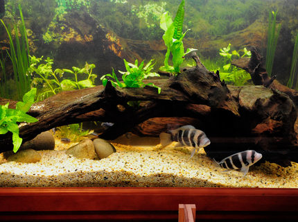95 gallons planted tank (mostly live plants and fish) - Back when I was keeping Fronies. 95 gallons planted tank (mostly live plants and fish) - Back when I was keeping Fronies.