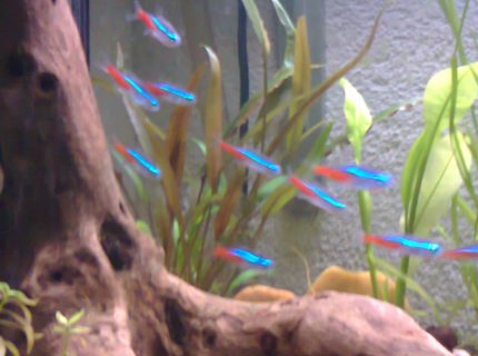 26 gallons planted tank (mostly live plants and fish) - .................... 26 gallons planted tank (mostly live plants and fish) - ....................