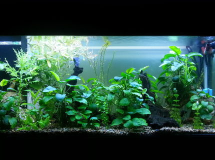 250 gallons planted tank (mostly live plants and fish) - Co2 Planted tank 250 gallons planted tank (mostly live plants and fish) - Co2 Planted tank