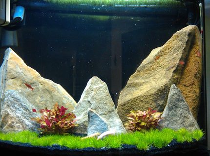 27 gallons planted tank (mostly live plants and fish) - 5 months in 27 gallons planted tank (mostly live plants and fish) - 5 months in