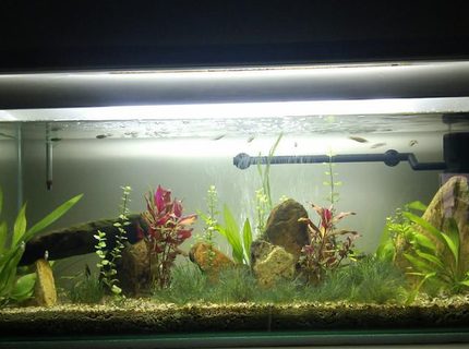 20 gallons planted tank (mostly live plants and fish) - 20 gal long planted low tech 20 gallons planted tank (mostly live plants and fish) - 20 gal long planted low tech
