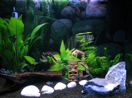 23 gallons planted tank (mostly live plants and fish) - Fluval Roma 90 23 gallons planted tank (mostly live plants and fish) - Fluval Roma 90