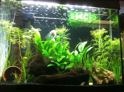 38 gallons planted tank (mostly live plants and fish) - Low light plants, apistogramma pair, guppies, angelfish, corys, and ottos 38 gallons planted tank (mostly live plants and fish) - Low light plants, apistogramma pair, guppies, angelfish, corys, and ottos