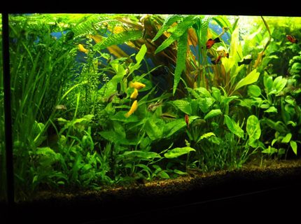 53 gallons planted tank (mostly live plants and fish) - 53 gallons 53 gallons planted tank (mostly live plants and fish) - 53 gallons