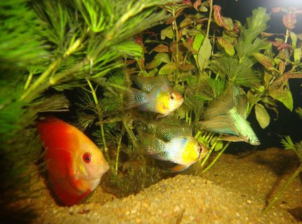 130 gallons planted tank (mostly live plants and fish) - discus, ram, betta in a 6 ft planted tank closeup 130 gallons planted tank (mostly live plants and fish) - discus, ram, betta in a 6 ft planted tank closeup