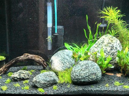 20 gallons planted tank (mostly live plants and fish) - Day 1 20 gallons planted tank (mostly live plants and fish) - Day 1