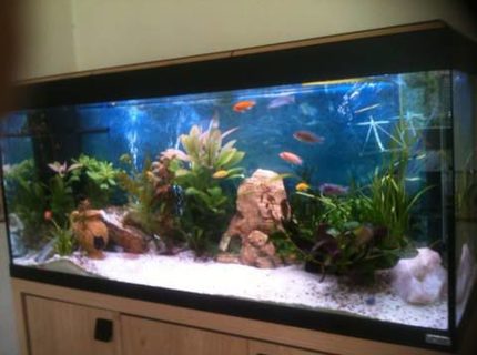 50 gallons planted tank (mostly live plants and fish) - sorry for poor quality! I will try and upload more soon.... 50 gallons planted tank (mostly live plants and fish) - sorry for poor quality! I will try and upload more soon....