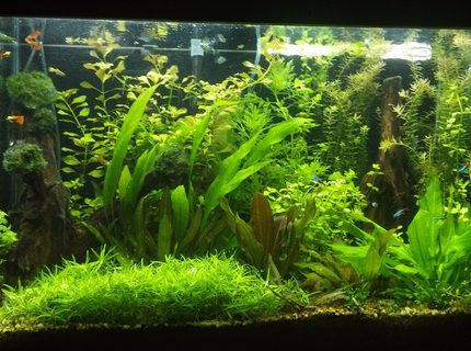 Rated #9: 70 Gallons Planted Tank - miracle grow potting soil with gravel cap for Substrate DIY co2 6 30w t12 lamps 36\" long on 10 hours a day no Fertilizers 30% water change weekly Rated #9: 70 Gallons Planted Tank - miracle grow potting soil with gravel cap for Substrate DIY co2 6 30w t12 lamps 36" long on 10 hours a day no Fertilizers 30% water change weekly