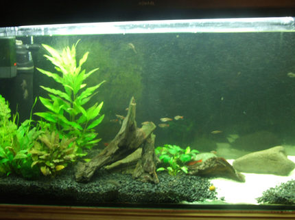 50 gallons planted tank (mostly live plants and fish) - Temperate, 50 gallon. 50 gallons planted tank (mostly live plants and fish) - Temperate, 50 gallon.