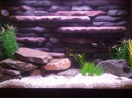 20 gallons planted tank (mostly live plants and fish) - 20 Gallon with both live and artificial plants. Custom 3d background and twin HOB filters and heater built in. Community tank with cardinal tetras, bloodfin tetras, nerite snails, gourami, ghost shrimp and peppered corys. Took a lot of time and effort to get this tank up and running but I think could compete with any smaller tank set up out there. Good example of making the best of what you have to work with. Would love feedback and opinions of this tank setup. 20 gallons planted tank (mostly live plants and fish) - 20 Gallon with both live and artificial plants. Custom 3d background and twin HOB filters and heater built in. Community tank with cardinal tetras, bloodfin tetras, nerite snails, gourami, ghost shrimp and peppered corys. Took a lot of time and effort to get this tank up and running but I think could compete with any smaller tank set up out there. Good example of making the best of what you have to work with. Would love feedback and opinions of this tank setup.