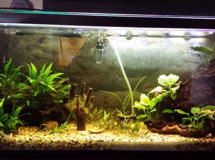 35 gallons planted tank (mostly live plants and fish) - My only tank. 35 gallons planted tank (mostly live plants and fish) - My only tank.