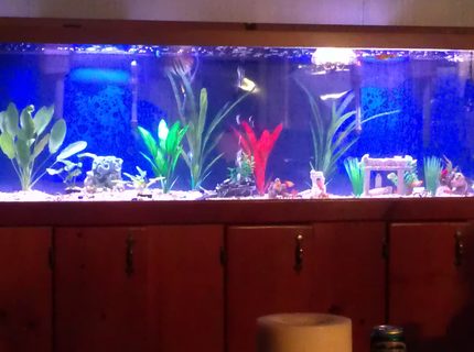 135 gallons planted tank (mostly live plants and fish) - My beautiful tank. I've added some mote live plants since this was taken and I don't think they are doing so hot. 135 gallons planted tank (mostly live plants and fish) - My beautiful tank. I've added some mote live plants since this was taken and I don't think they are doing so hot.