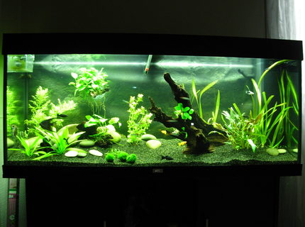 63 gallons planted tank (mostly live plants and fish) - 63 gallons plantes tank 63 gallons planted tank (mostly live plants and fish) - 63 gallons plantes tank