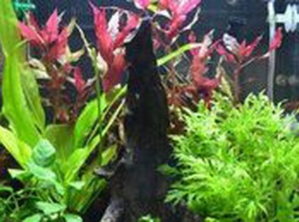 8 gallons planted tank (mostly live plants and fish) - Patience. It took 5 months to get to this point. 8 gallons planted tank (mostly live plants and fish) - Patience. It took 5 months to get to this point.