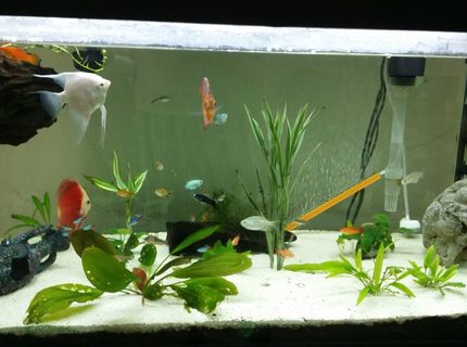 52 gallons planted tank (mostly live plants and fish) - Suggestion, comments are welcome. 52 gallons planted tank (mostly live plants and fish) - Suggestion, comments are welcome.
