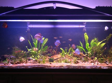 130 gallons planted tank (mostly live plants and fish) - tank after 2 months 130 gallons planted tank (mostly live plants and fish) - tank after 2 months
