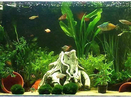50 gallons planted tank (mostly live plants and fish) - My tank, live plants 50 gallons planted tank (mostly live plants and fish) - My tank, live plants