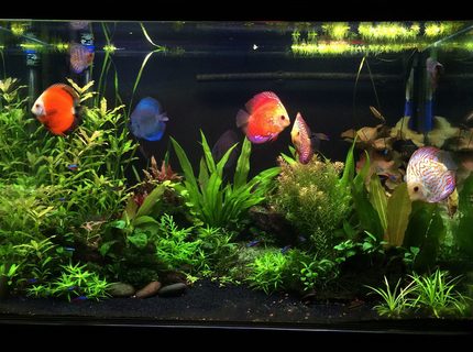 90 gallons planted tank (mostly live plants and fish) - Planted Discus tank 90 gallons planted tank (mostly live plants and fish) - Planted Discus tank