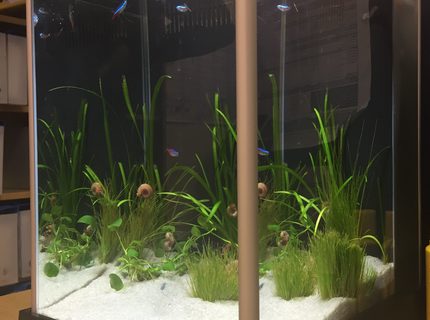 3 gallons planted tank (mostly live plants and fish) - The end of my desk : ) 3 gallons planted tank (mostly live plants and fish) - The end of my desk : )