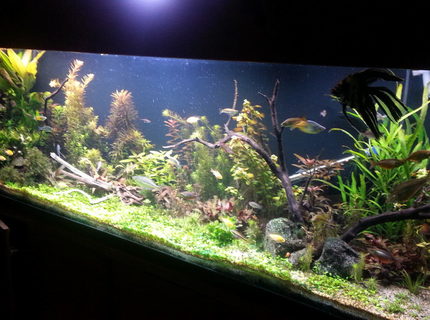 135 gallons planted tank (mostly live plants and fish) - About 6 weeks along 135 gallons planted tank (mostly live plants and fish) - About 6 weeks along