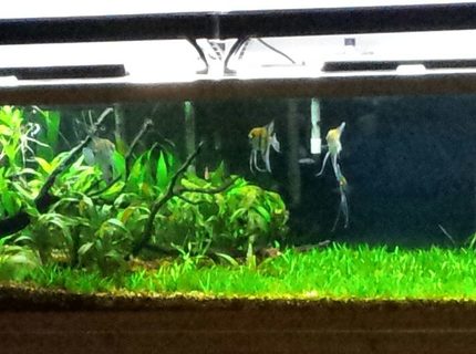 Rated #6: 125 Gallons Planted Tank - Rivers Edge. Rated #6: 125 Gallons Planted Tank - Rivers Edge.