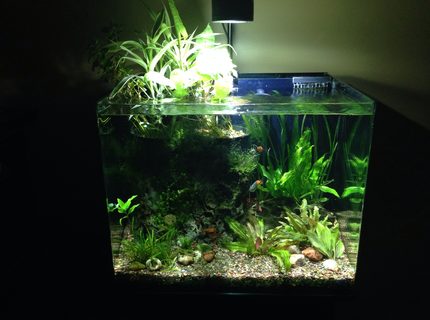 38 gallons planted tank (mostly live plants and fish) - Home tank. 38 gallons planted tank (mostly live plants and fish) - Home tank.