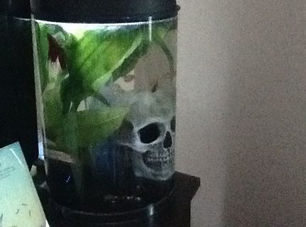 3 gallons planted tank (mostly live plants and fish) - This is my tiny, three-gallon tank, which houses a Pleco, three Guppies and a male Betta. The plant in view is an Amazon Sword. I also own a 55 gallon tank. 3 gallons planted tank (mostly live plants and fish) - This is my tiny, three-gallon tank, which houses a Pleco, three Guppies and a male Betta. The plant in view is an Amazon Sword. I also own a 55 gallon tank.