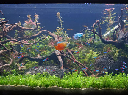 Rated #5: 34 Gallons Planted Tank - Newly scaped planted tank. 134litres/34gal Rated #5: 34 Gallons Planted Tank - Newly scaped planted tank. 134litres/34gal