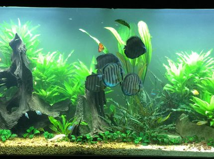 Rated #4: 150 Gallons Planted Tank - 150 gal Rated #4: 150 Gallons Planted Tank - 150 gal