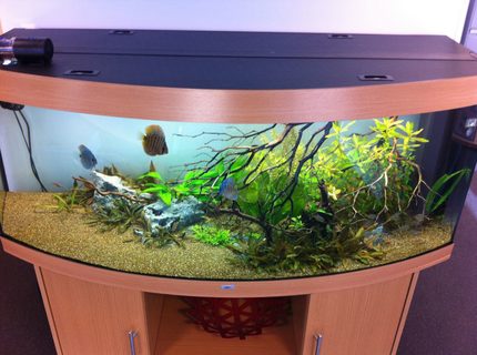 110 gallons planted tank (mostly live plants and fish) - My Juwel Vision 450 110 gallons planted tank (mostly live plants and fish) - My Juwel Vision 450