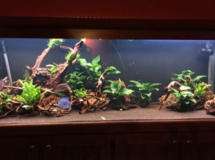 Rated #10: 180 Gallons Planted Tank - 180 Gallon Discus tank Rated #10: 180 Gallons Planted Tank - 180 Gallon Discus tank