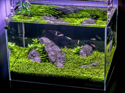 Rated #8: 10 Gallons Planted Tank - 10 Gallons Started April 1rst 2015,Date of Shot: June 13th 2015. This shot shows the Aquarium as if you were viewing it in person. I used a B+W Polarized Filter to acheive this.
~Camera:Canon 5D MarkII, Lens:Canon 100mm f2.8L IS USM Macro Rated #8: 10 Gallons Planted Tank - 10 Gallons Started April 1rst 2015,Date of Shot: June 13th 2015. This shot shows the Aquarium as if you were viewing it in person. I used a B+W Polarized Filter to acheive this.
~Camera:Canon 5D MarkII, Lens:Canon 100mm f2.8L IS USM Macro
