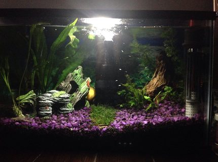 6 gallons planted tank (mostly live plants and fish) - First fresh water planted tank. 6 gallons planted tank (mostly live plants and fish) - First fresh water planted tank.