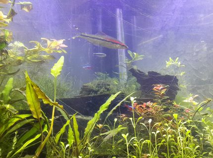 50 gallons planted tank (mostly live plants and fish) - mt planted 50 gallons planted tank (mostly live plants and fish) - mt planted