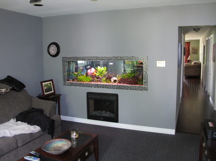 180 gallons planted tank (mostly live plants and fish) - 180 gallon aquarium built into living room wall, it is open on both side so I can enjoy the fish in the office as well. 180 gallons planted tank (mostly live plants and fish) - 180 gallon aquarium built into living room wall, it is open on both side so I can enjoy the fish in the office as well.