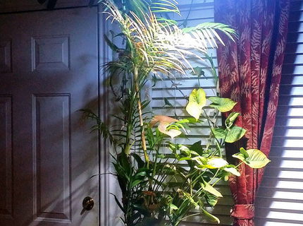 3 gallons planted tank (mostly live plants and fish) - 3 gal 14 yrs 3 gallons planted tank (mostly live plants and fish) - 3 gal 14 yrs