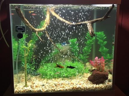 50 gallons planted tank (mostly live plants and fish) - Community Tank - Water Bamboo,Natural River Sand & Gravel, River Drift Wood,Platinum Gourami, Mollies, Platies, Goppies, Bala Shark, Rainbow Shark. 50 gallons planted tank (mostly live plants and fish) - Community Tank - Water Bamboo,Natural River Sand & Gravel, River Drift Wood,Platinum Gourami, Mollies, Platies, Goppies, Bala Shark, Rainbow Shark.