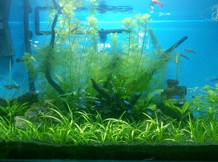 50 gallons planted tank (mostly live plants and fish) - My Tank/14th Dec 50 gallons planted tank (mostly live plants and fish) - My Tank/14th Dec