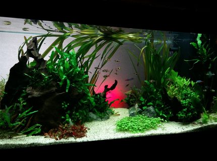 Rated #10: 50 Gallons Planted Tank - MY zen Rated #10: 50 Gallons Planted Tank - MY zen