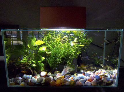 6 gallons planted tank (mostly live plants and fish) - Community in the Edge 6 gallons planted tank (mostly live plants and fish) - Community in the Edge