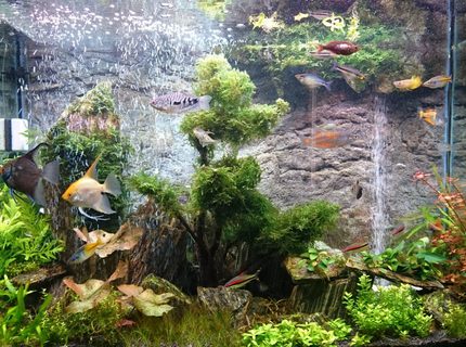 72 gallons planted tank (mostly live plants and fish) - Planted with Iwagumi woodstone and DIY sand waterfall 72 gallons planted tank (mostly live plants and fish) - Planted with Iwagumi woodstone and DIY sand waterfall