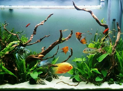Rated #9: 80 Gallons Planted Tank - 80 gallon SA community Rated #9: 80 Gallons Planted Tank - 80 gallon SA community