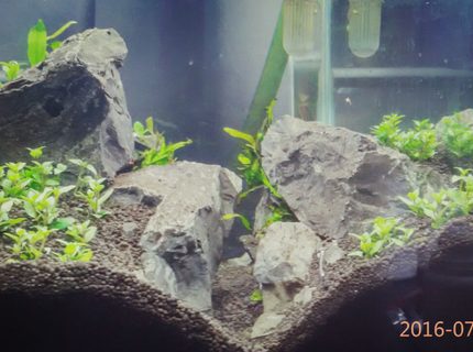 8 gallons planted tank (mostly live plants and fish) - HArdscape 8 gallons planted tank (mostly live plants and fish) - HArdscape