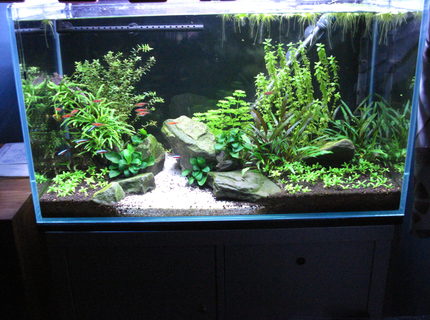 Rated #8: 30 Gallons Planted Tank - First tank, 5 month old. Rated #8: 30 Gallons Planted Tank - First tank, 5 month old.