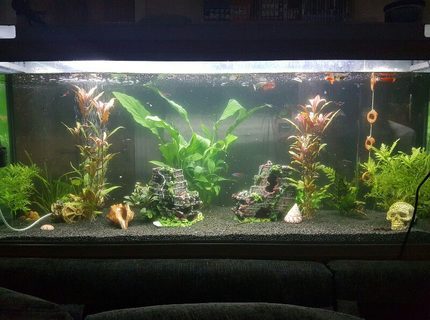 44 gallons planted tank (mostly live plants and fish) - Full view of our fresh water planted fish tank 44 gallons planted tank (mostly live plants and fish) - Full view of our fresh water planted fish tank